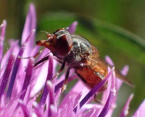 Réf. 217 548 : Rhingia campestris